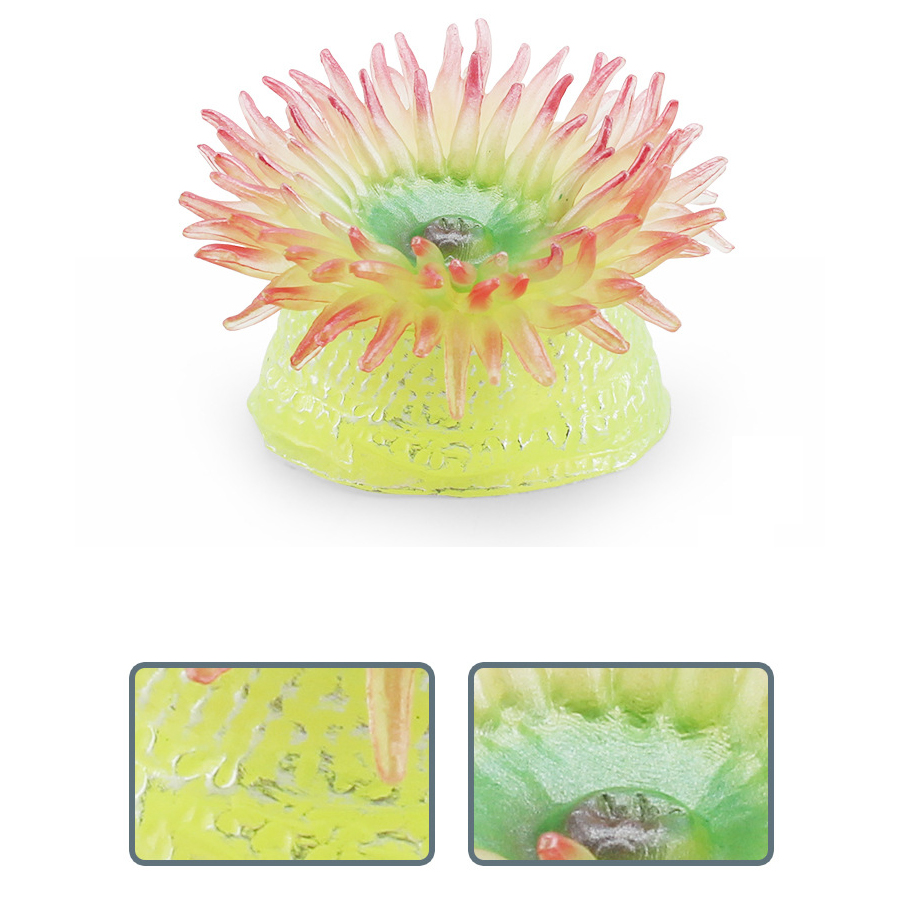 Anémones de mer en corail réal - Kids Toys China avis et prix